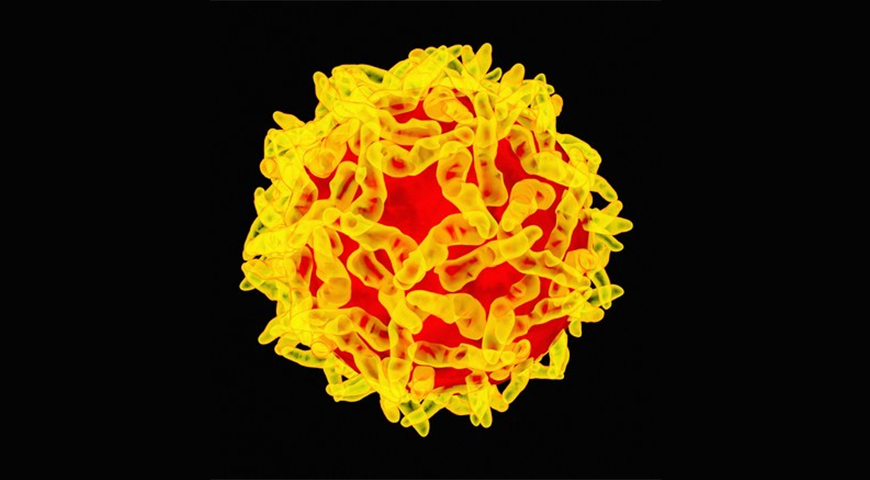 Febre Amarela: saiba o que é e como se prevenir.