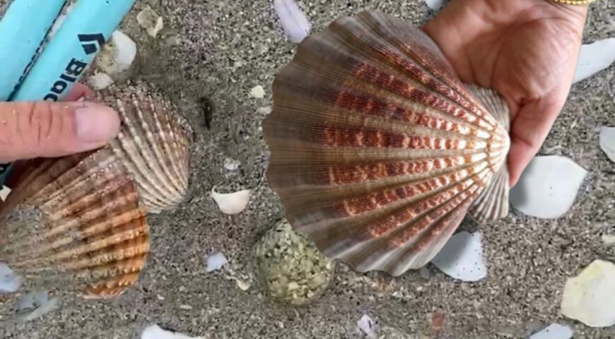 Vieira: Simbolo do Peregrino